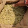 coriander seed image