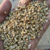 coriander seed image