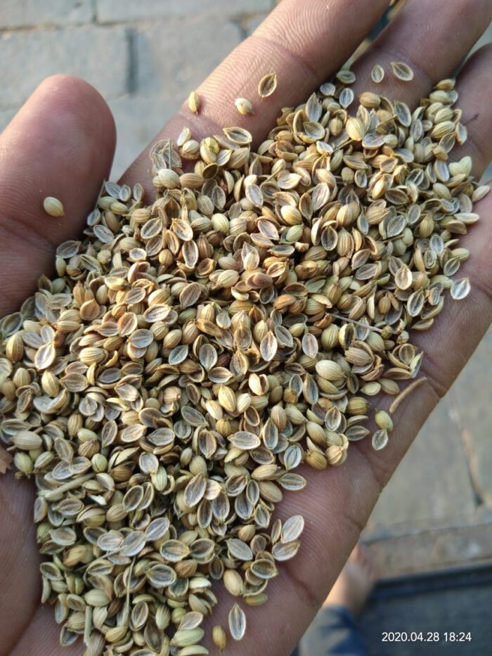coriander seed image