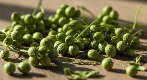 Green coriander seeds