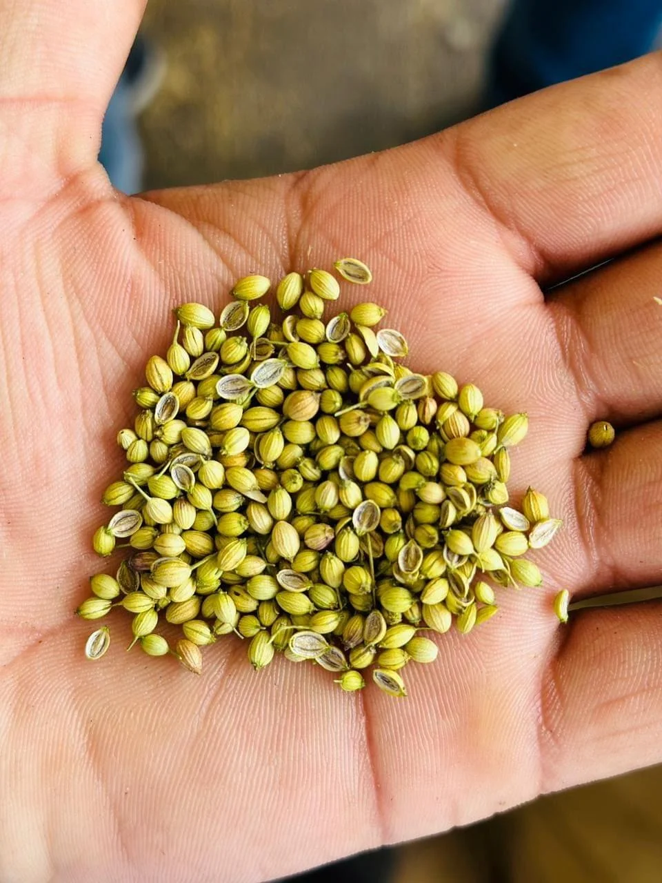 uses of coriander